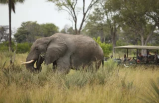 Elephant wildlife, &Beyond Nxabega Okavango Delta, Botswana