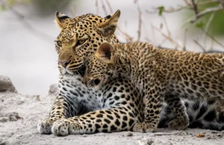 Leopard and cub, wildlife, Wilderness Mombo, Botswana