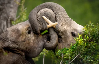 close up of two elephants, tanzania safaris