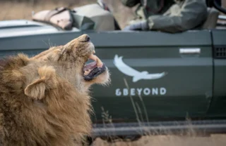lion, timbavati private game reserve, south africa trips