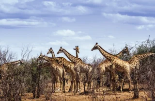 giraffes in the sabi sands, south africa safaris