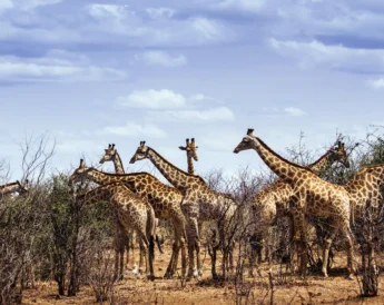 giraffes in the sabi sands, south africa safaris