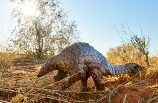 aardvark, tswalu motse, south africa safaris