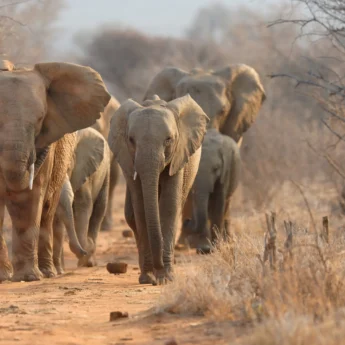 elephants in the sabi sands, safari to victoria falls