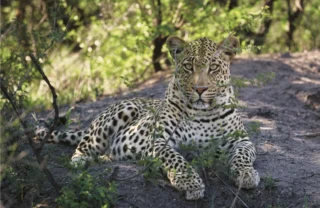 leopard, madikwe game reserve, malaria free family safari