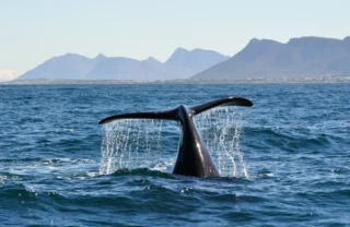 whale, hermanus, ultimate south africa family safari