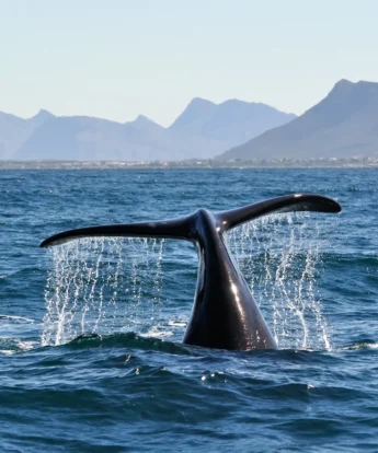 whale, hermanus, ultimate south africa family safari