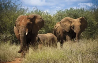elephants in the Madikwe Lelapa Lodge, ultimate south africa family safari