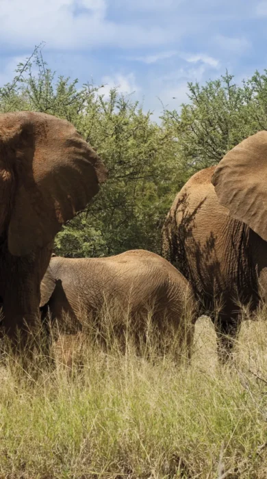 elephants in the Madikwe Lelapa Lodge, ultimate south africa family safari