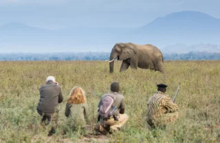 elephant walking safari, best of zambia, trip