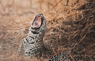 leopard yawning, true zambia experience trip