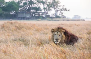 lion, zambias hidden luxuries, trips