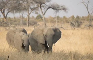 elephants, zimbabwes famous close elephant encounter