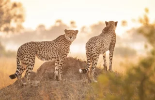 Two cheetahs survey the landscape from an ant hill - Yellow Zebra Safari