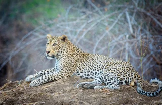 true zimbabwe experience, leopard lying down