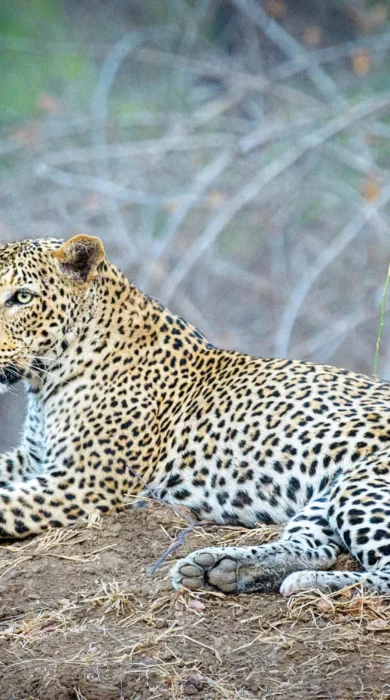 true zimbabwe experience, leopard lying down