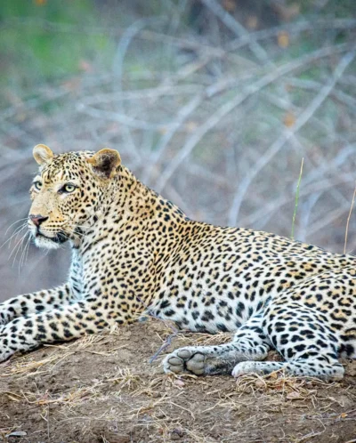 true zimbabwe experience, leopard lying down
