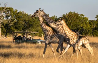 Three giraffes stroll, Hwange national park, Zimbabwe - Yellow Zebra Safaris