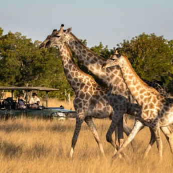 Three giraffes stroll, Hwange national park, Zimbabwe - Yellow Zebra Safaris