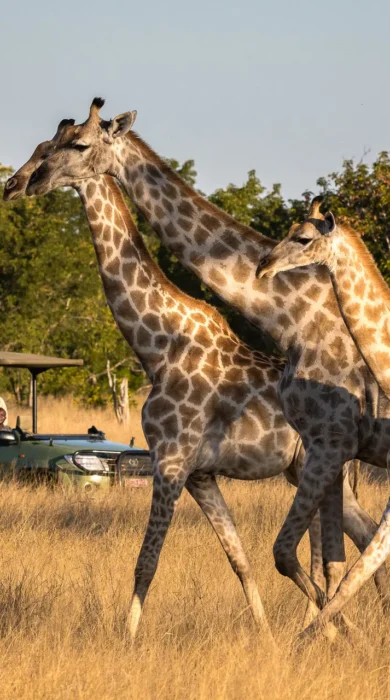 Three giraffes stroll, Hwange national park, Zimbabwe - Yellow Zebra Safaris