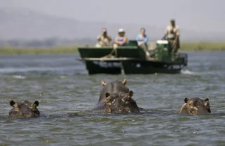 exploring zimbabwe's famous zambezi, hippos