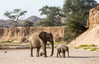 namibias known highlights, Wilderness Hoanib Skeleton Coast Camp
