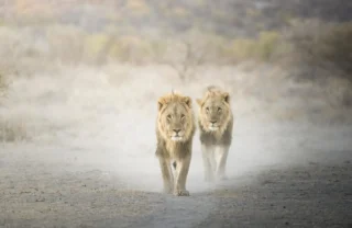 namibias known highlights, Ongava Lodge, lions