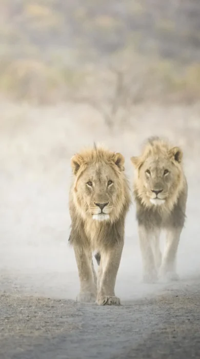 namibias known highlights, Ongava Lodge, lions