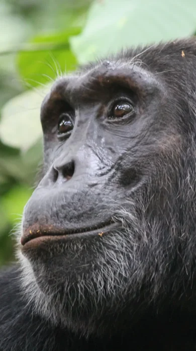 chimp, kibale national park, the complete uganda safari