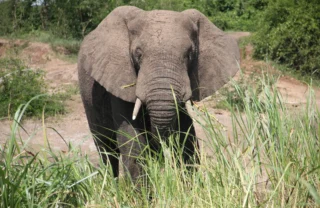 elephant, ishasha wilderness camp, the complete uganda experience