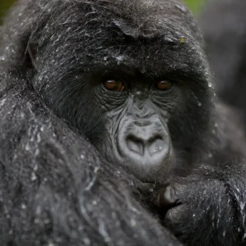 Bwindi Gorilla