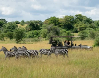 A small herd of zebra stand in the tall grass, Magashi, Rwanda - Yellow Zebra Safari