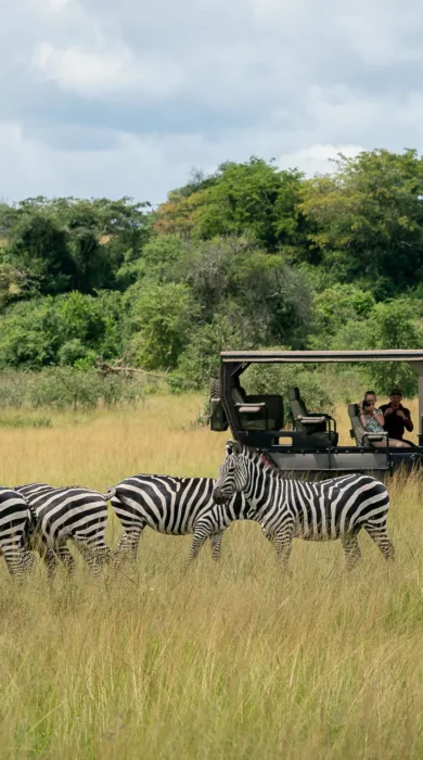 A small herd of zebra stand in the tall grass, Magashi, Rwanda - Yellow Zebra Safari
