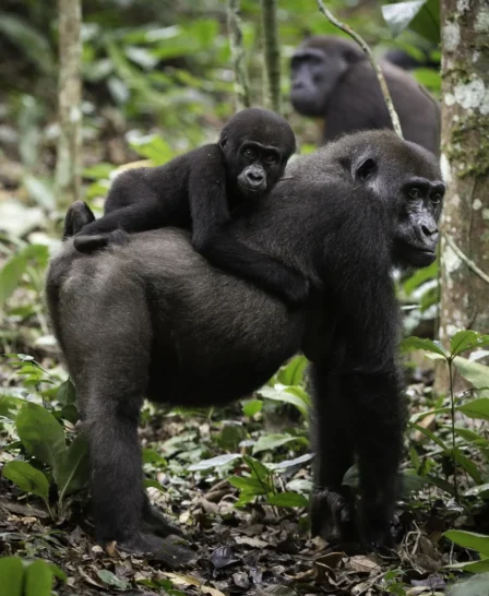 baby gorilla, tracking the lowland gorillas, republic of the congo