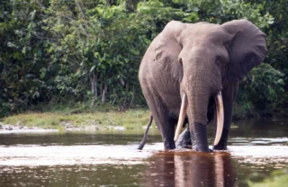 elephant, the complete odzala experience, congo trips