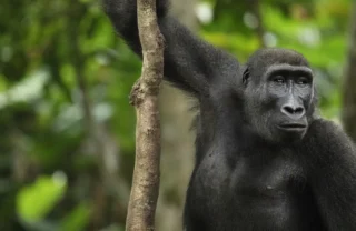 gorilla, the complete odzala experience, congo trips