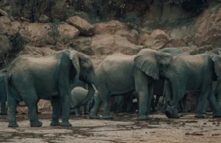 elephant herd, wayo manyara green camp, tanzania