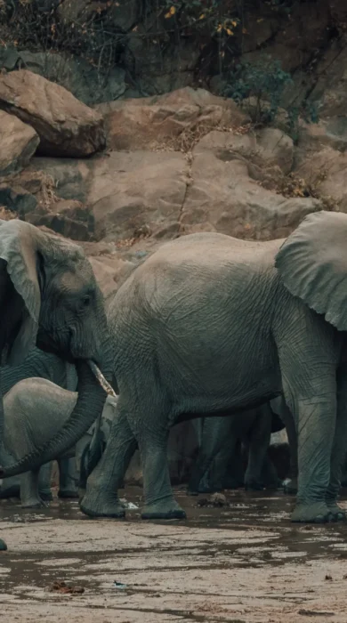 elephant herd, wayo manyara green camp, tanzania