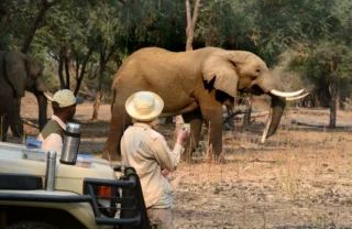STC Game Drive 11