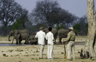 Seven elephants huddle together in the background watched by guests and guide on a walking safari, Mana Pools, Zimbabwe - Yellow Zebra Safaris