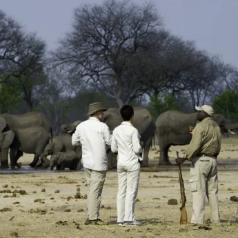 Seven elephants huddle together in the background watched by guests and guide on a walking safari, Mana Pools, Zimbabwe - Yellow Zebra Safaris