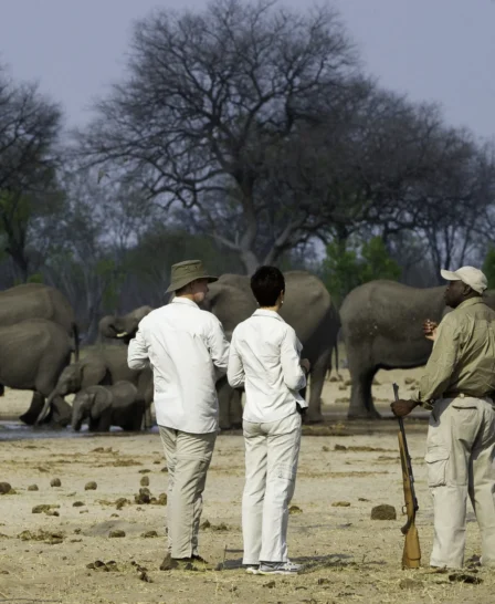 Seven elephants huddle together in the background watched by guests and guide on a walking safari, Mana Pools, Zimbabwe - Yellow Zebra Safaris