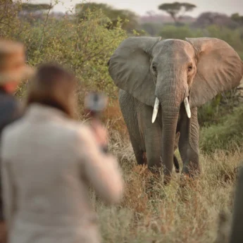 Elephants, Kichaka Lodge, Ruaha NP, Tanzania