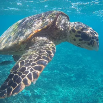 A turtle underwater, Seychelles - Yellow Zebra Safaris