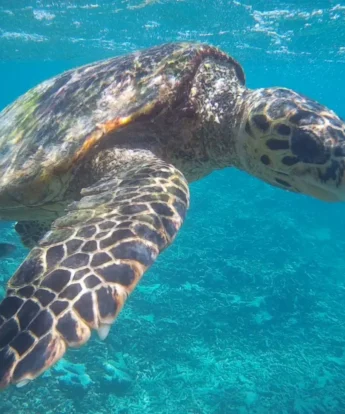 A turtle underwater, Seychelles - Yellow Zebra Safaris