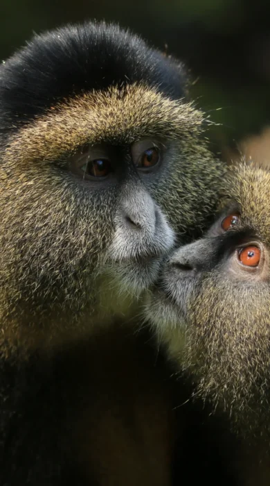 Golden Monkeys, Photography