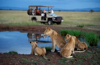 Lion Family, Singita Serengeti House, The Serengeti, Tanzania