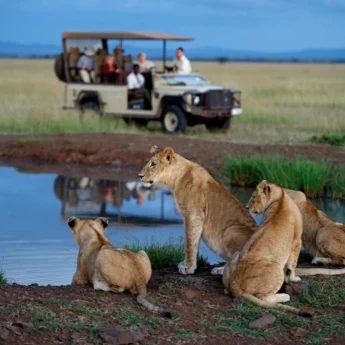 Lion Family, Singita Serengeti House, The Serengeti, Tanzania