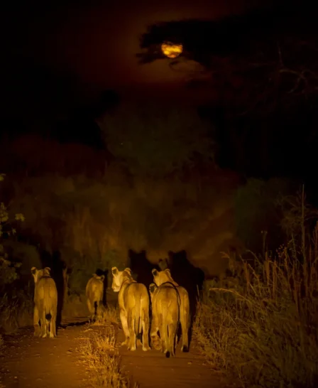 Night Drive, Kigelia Ruaha, Tanzania