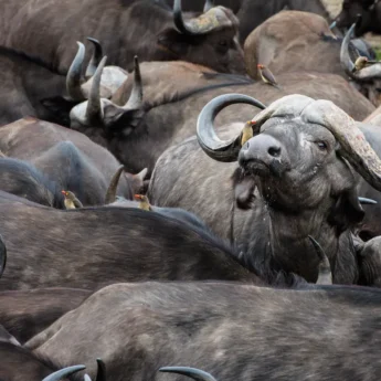 Buffalo (14)